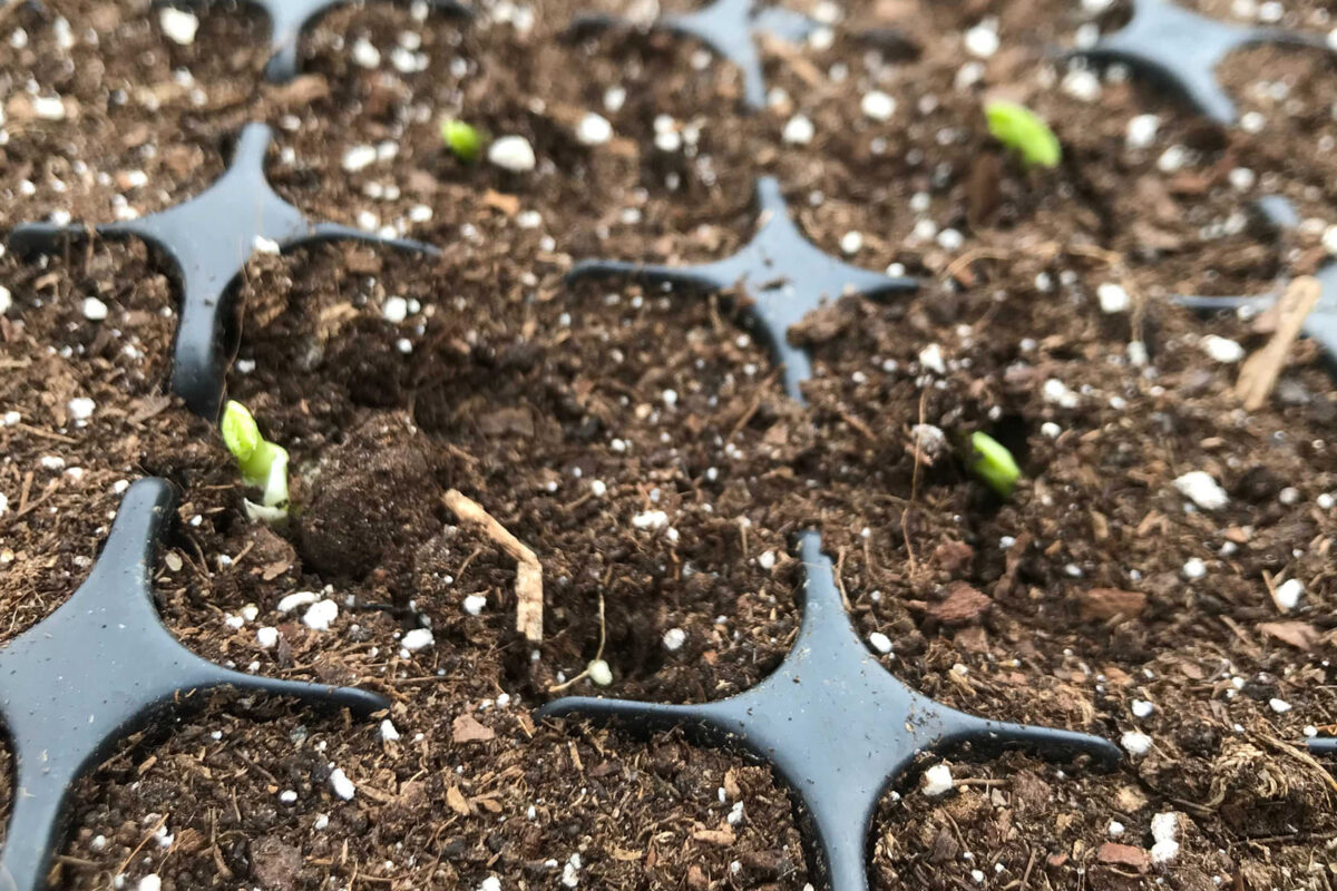 semi ferme suzanne