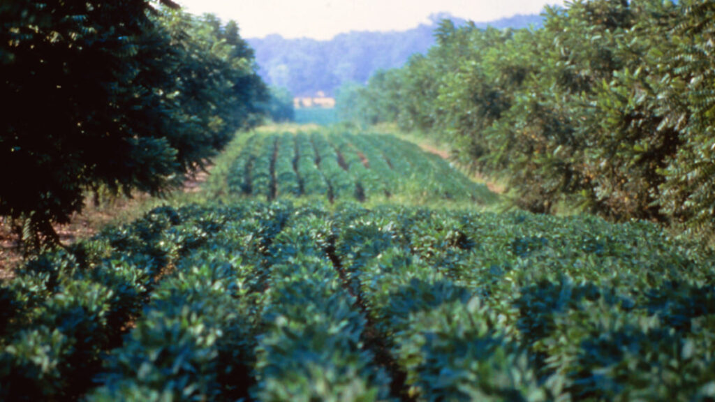 agroforesterie concept et définition