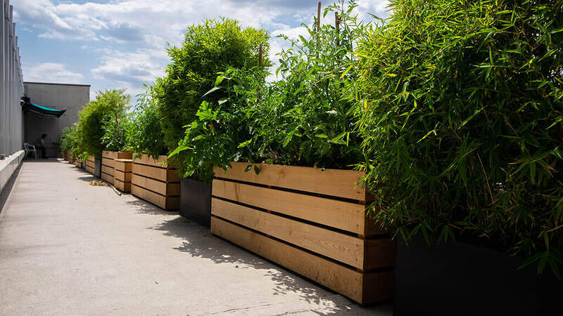Potager urbain