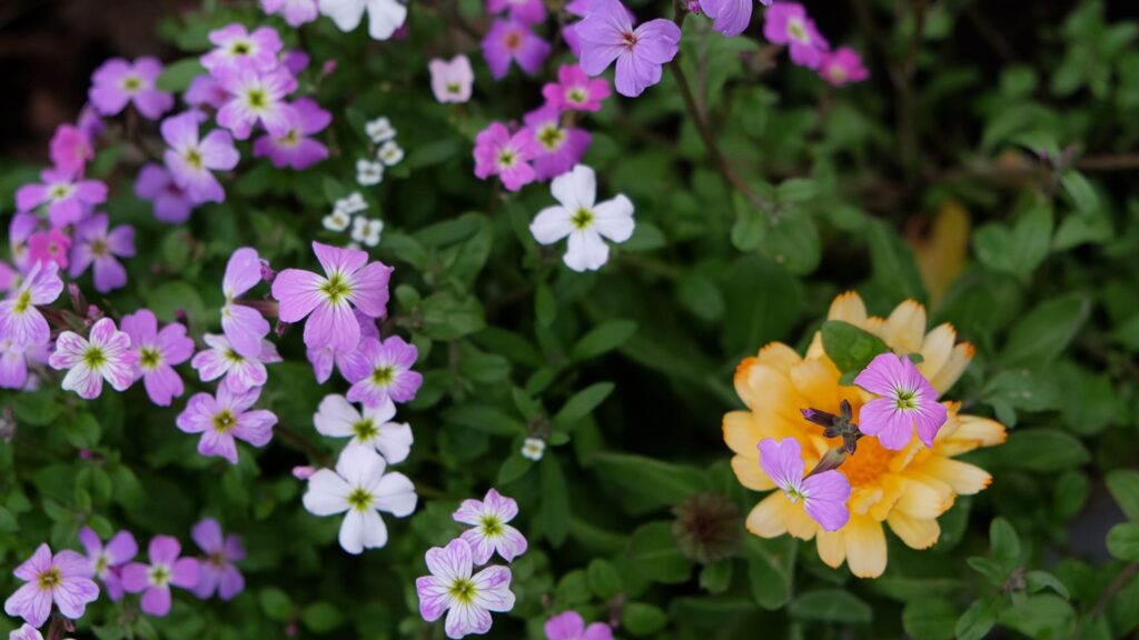 fleurs au printemps