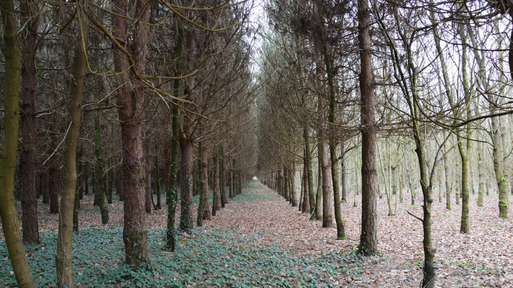 forêt bois français