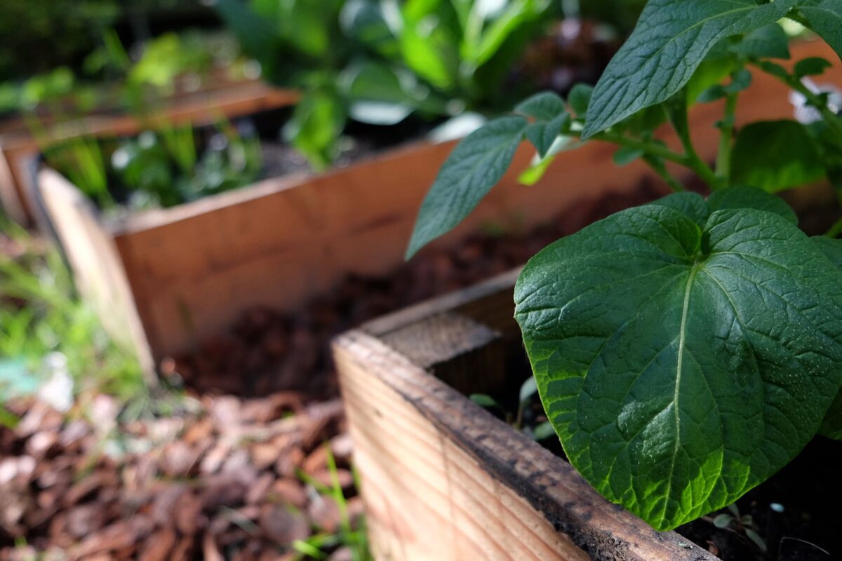 jardin au printemps